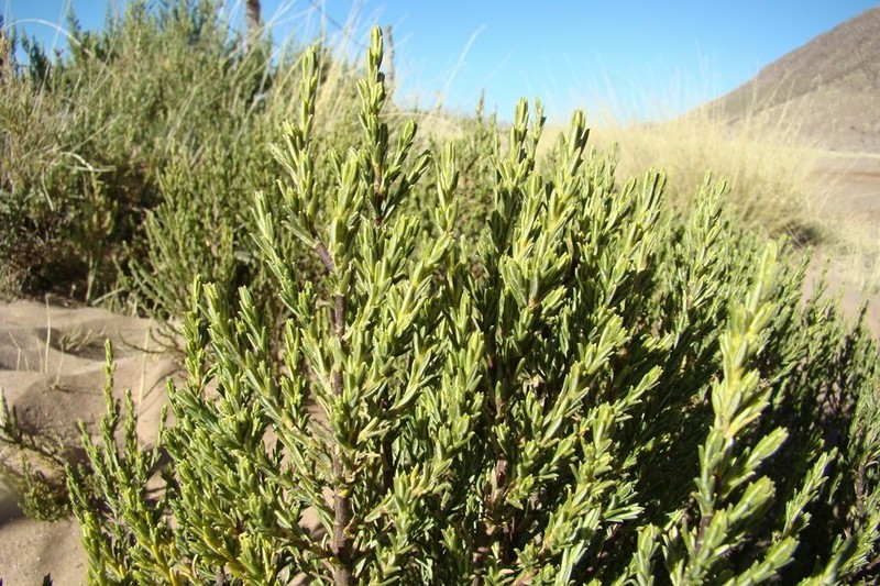Parastrephia lucida photo 4