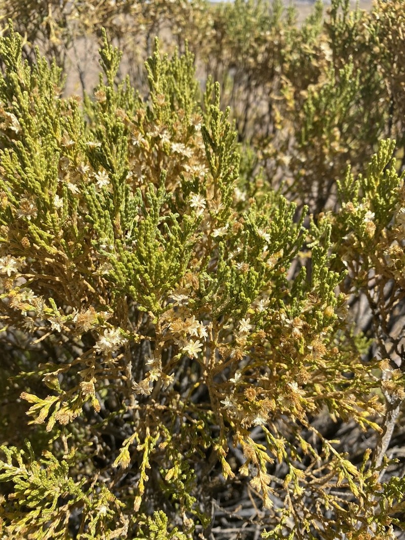 Parastrephia lucida photo 6