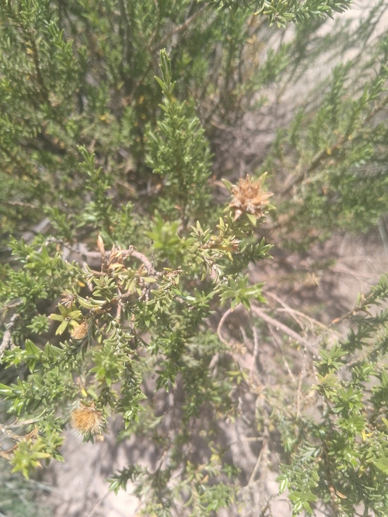 Parastrephia lucida photo 7