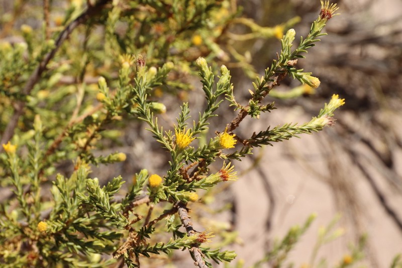 Parastrephia lucida photo 8