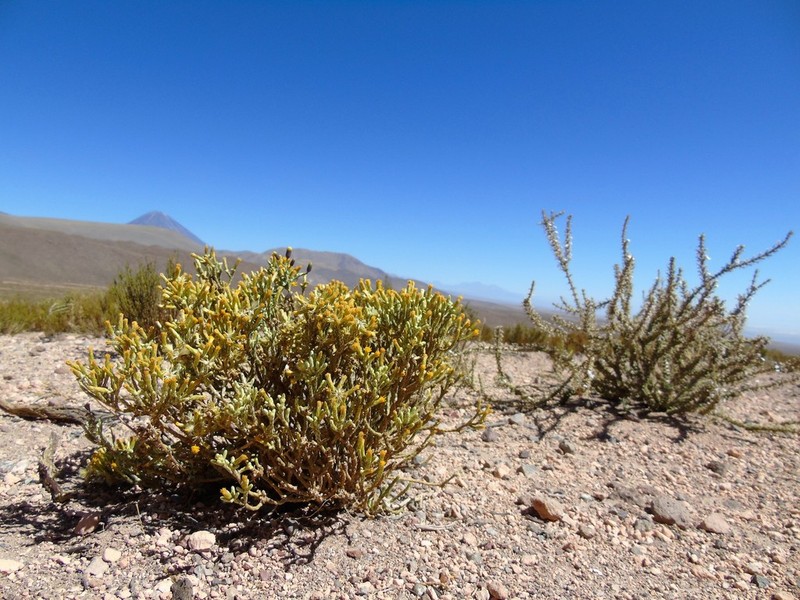 Parastrephia quadrangularis