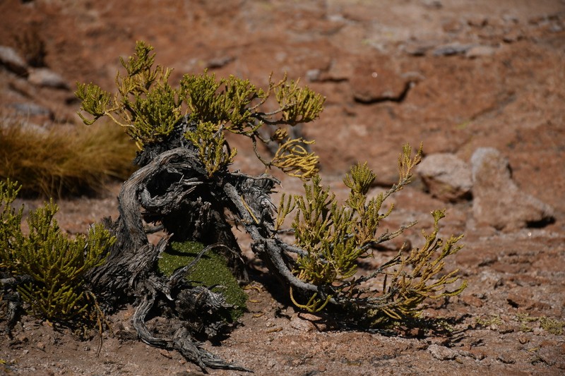 Parastrephia quadrangularis photo 2