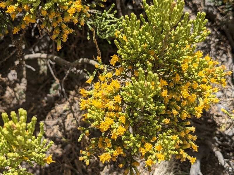 Parastrephia quadrangularis photo 3