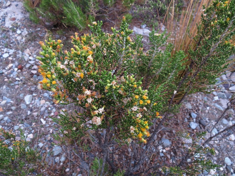 Parastrephia quadrangularis photo 4