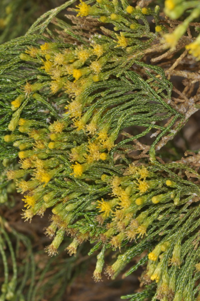 Parastrephia quadrangularis photo 5