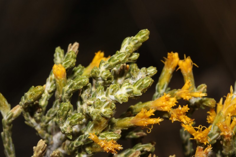 Parastrephia quadrangularis photo 6