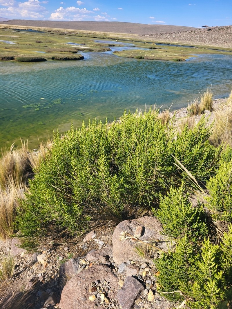 Parastrephia quadrangularis photo 8