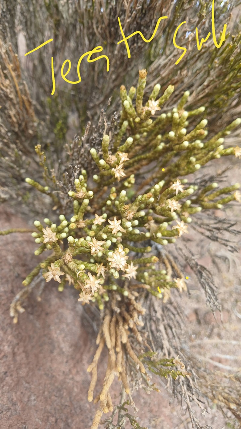 Parastrephia teretiuscula
