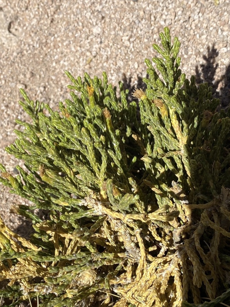 Parastrephia teretiuscula photo 2