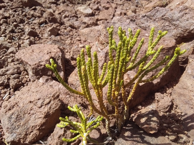 Parastrephia teretiuscula photo 3