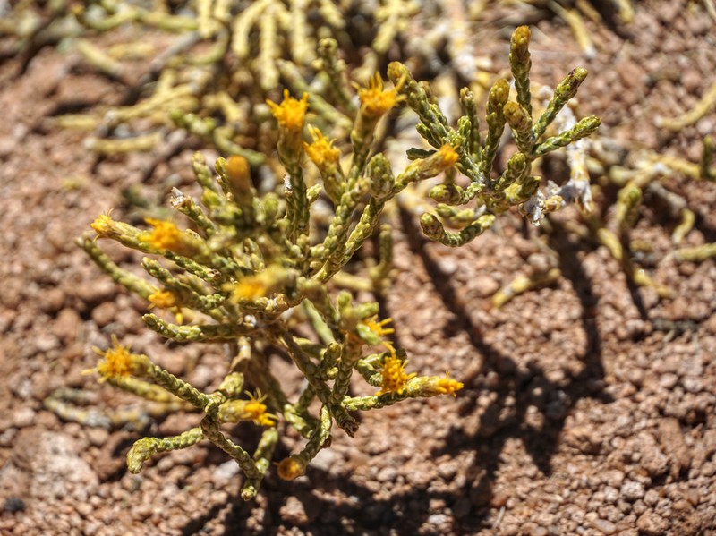 Parastrephia teretiuscula photo 4
