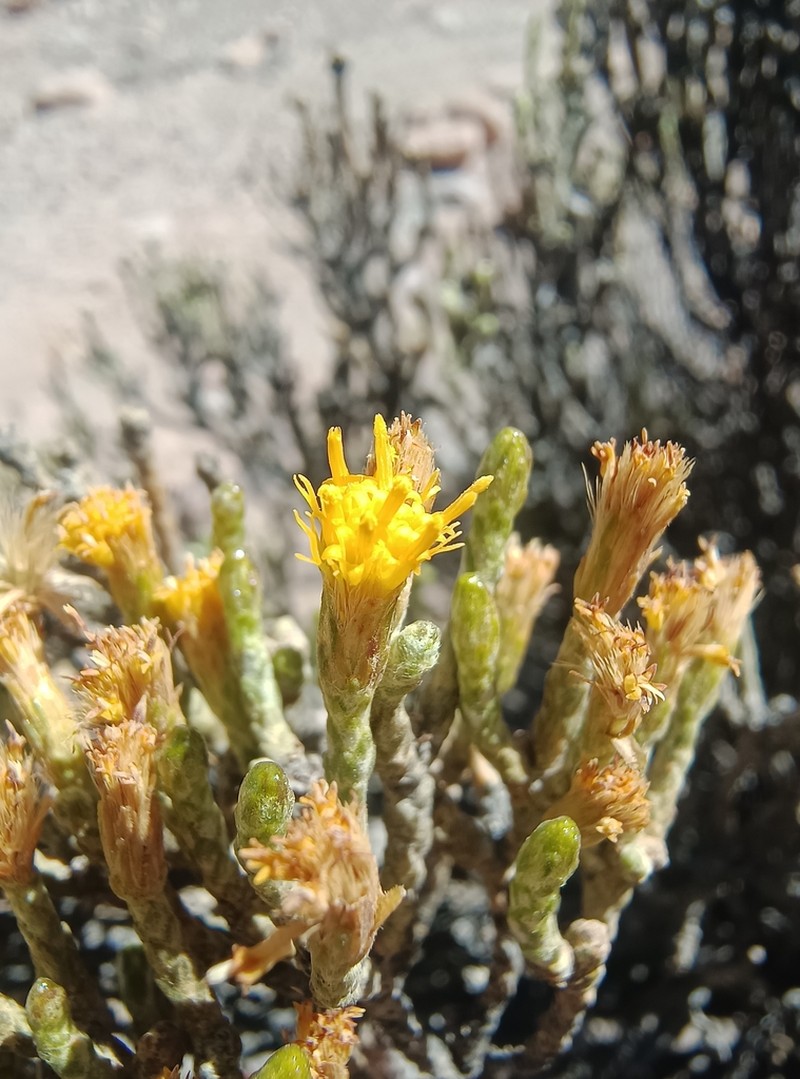 Parastrephia teretiuscula photo 5