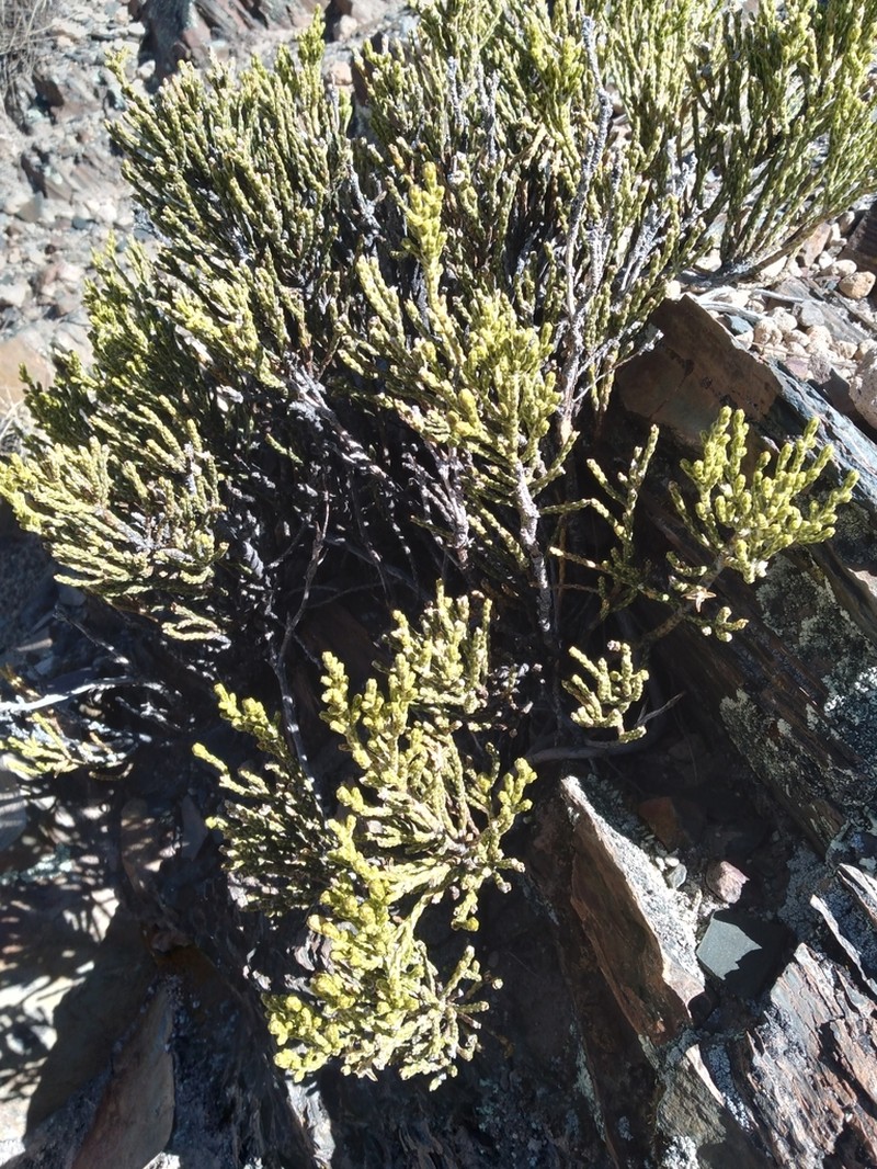 Parastrephia teretiuscula photo 6