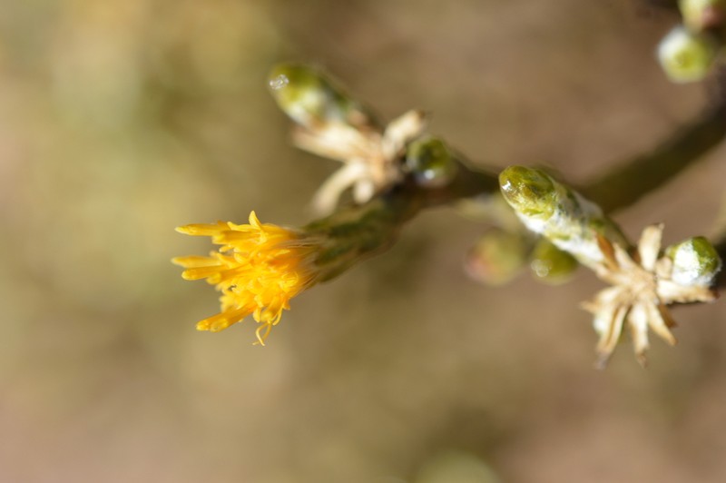 Parastrephia teretiuscula photo 8