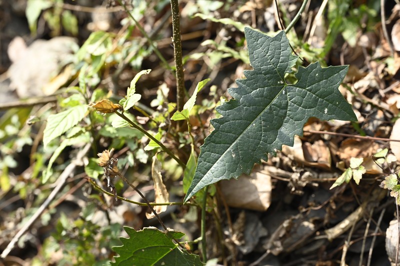 Paratinospora dentata
