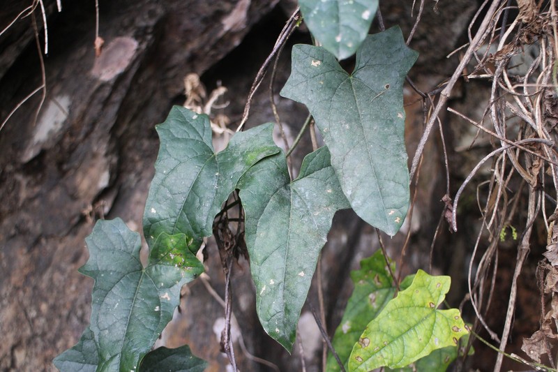 Paratinospora dentata photo 2