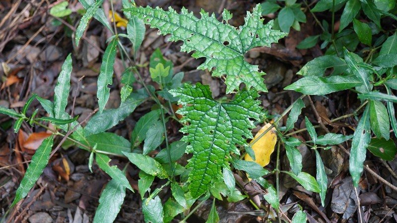 Paratinospora dentata photo 3