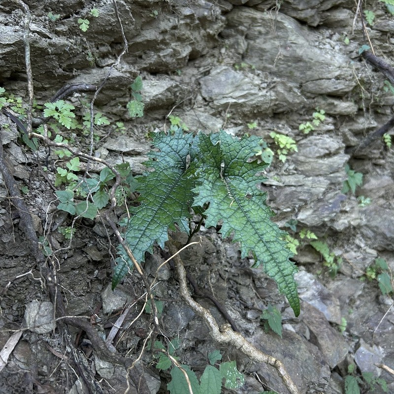 Paratinospora dentata photo 4