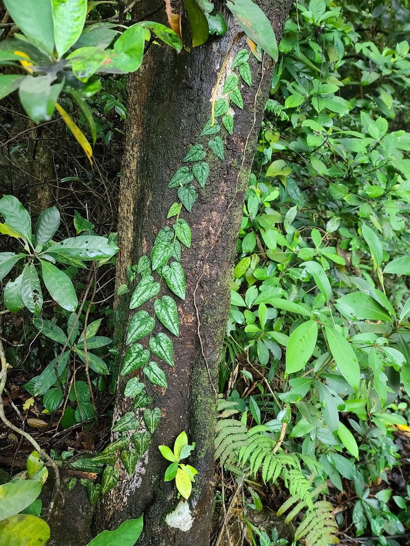 Paratinospora sagittata