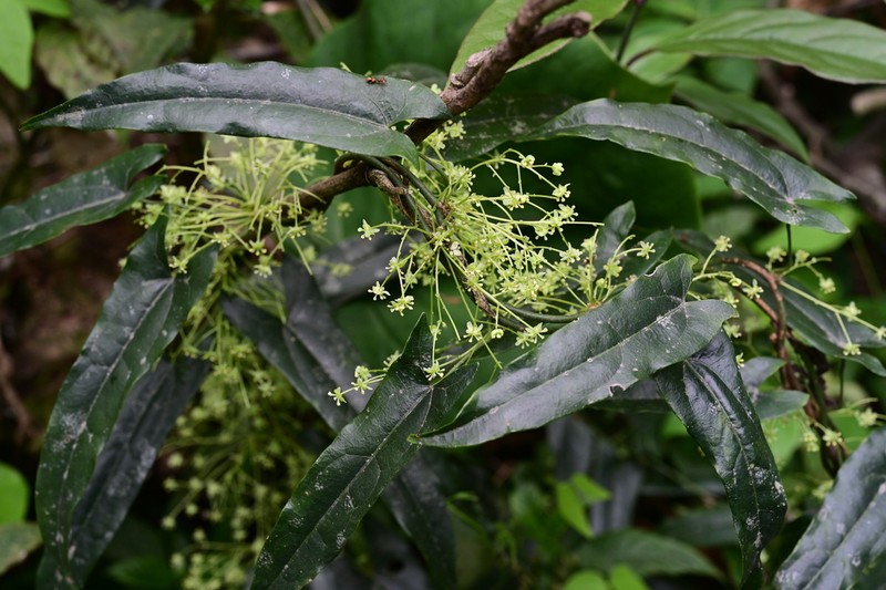 Paratinospora sagittata photo 2