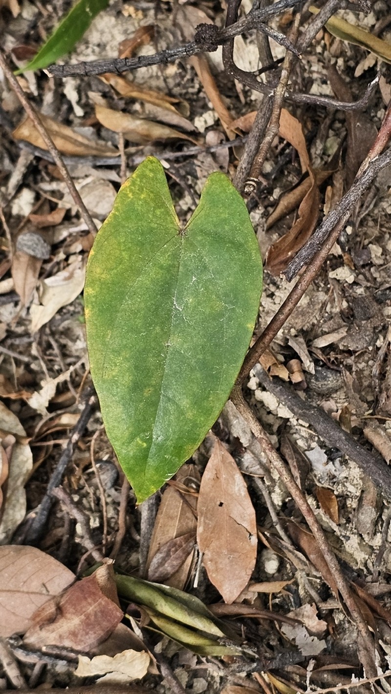 Paratinospora sagittata photo 3