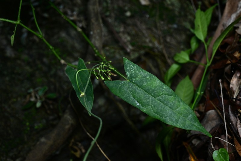 Paratinospora sagittata photo 4