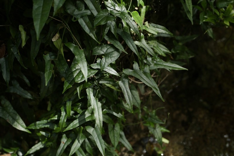 Paratinospora sagittata photo 5