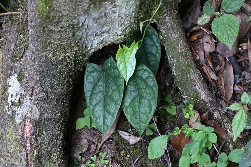 Paratinospora sagittata photo 6
