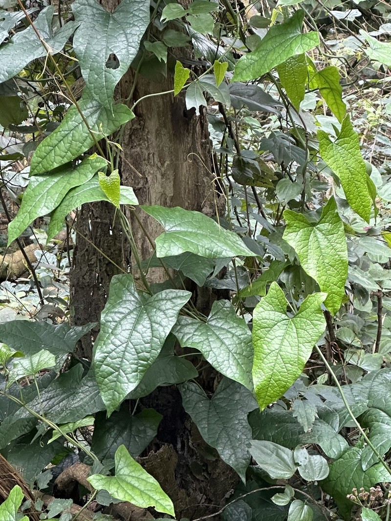 Paratinospora sagittata photo 8