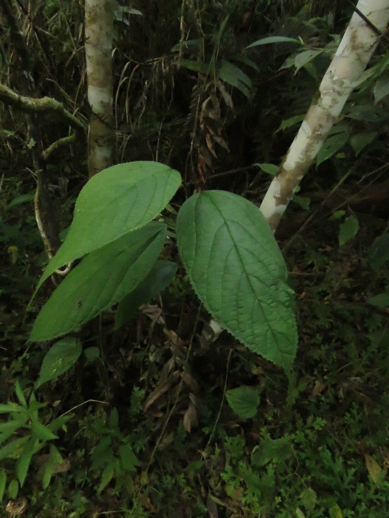 Paratrophis insignis photo 8