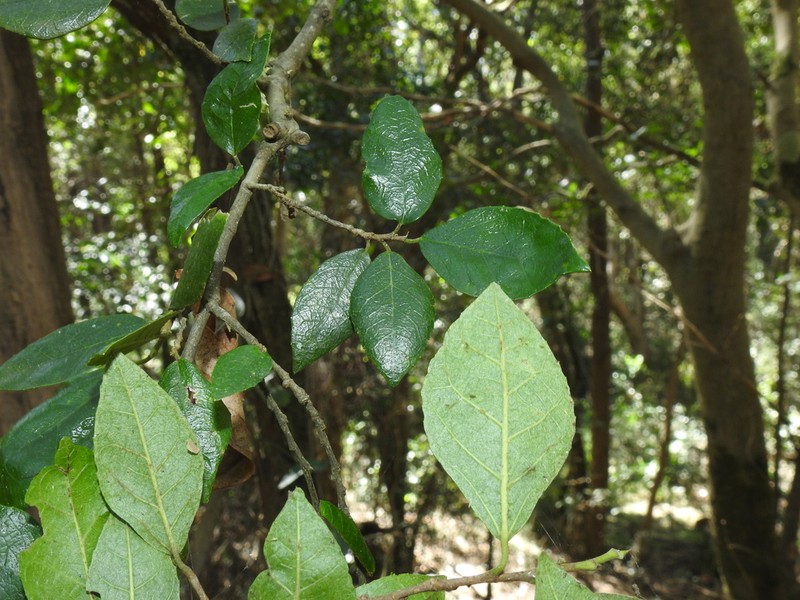 Hawai'I Roughbush photo 2