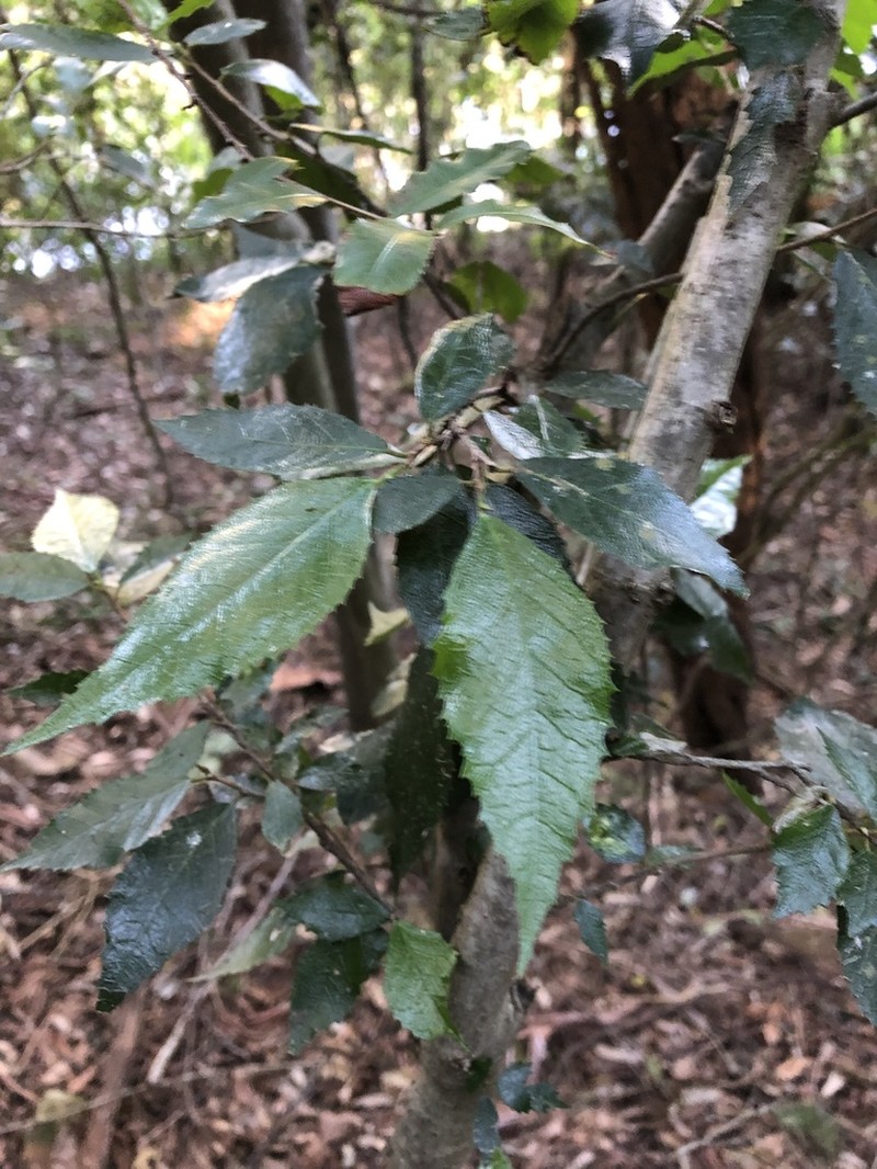 Hawai'I Roughbush photo 5