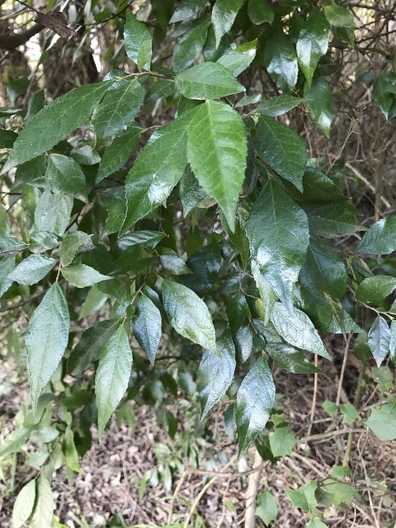 Hawai'I Roughbush photo 6