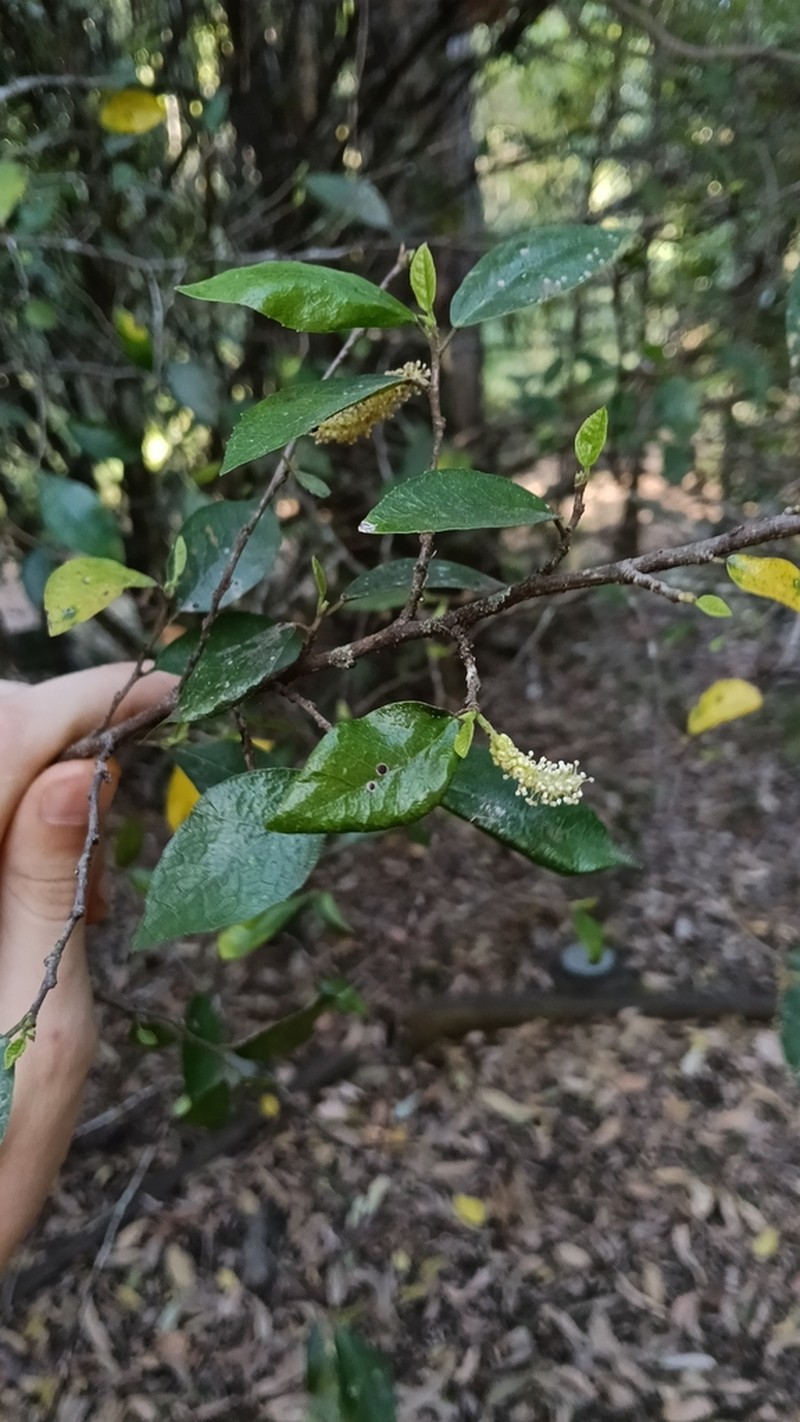 Hawai'I Roughbush photo 8