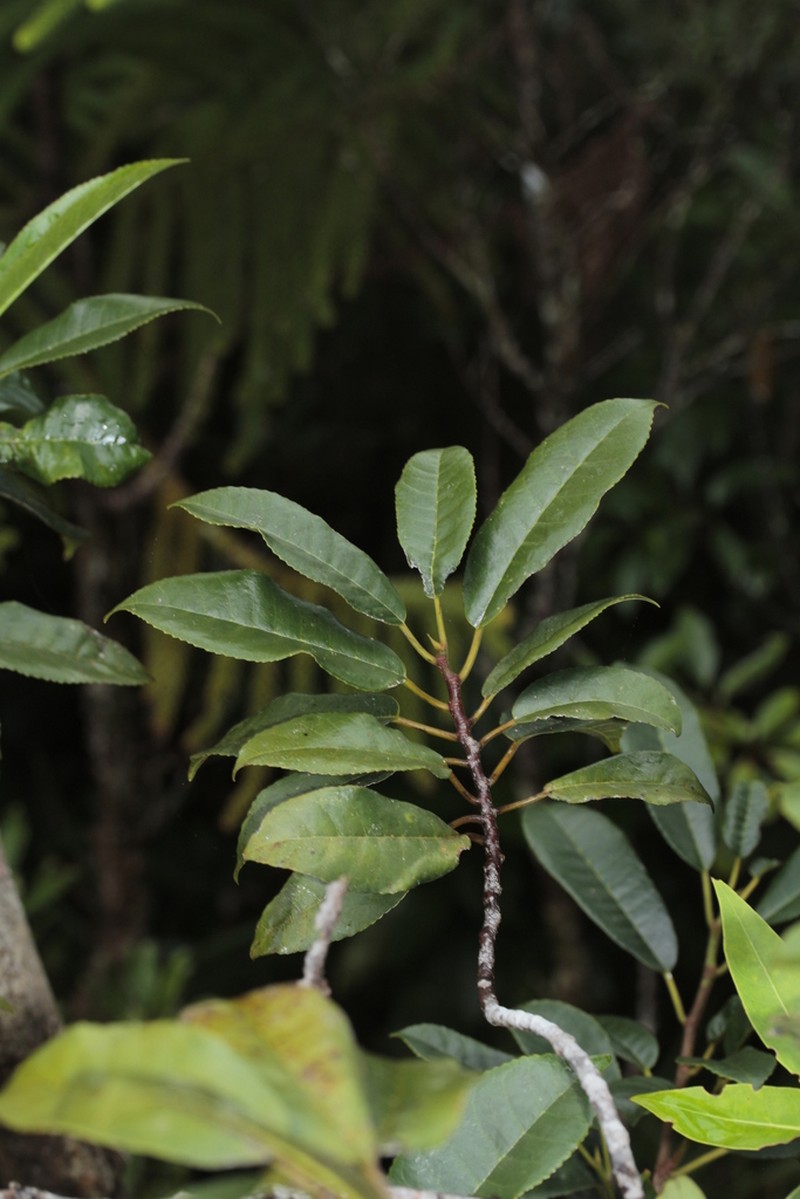Paratrophis sclerophylla