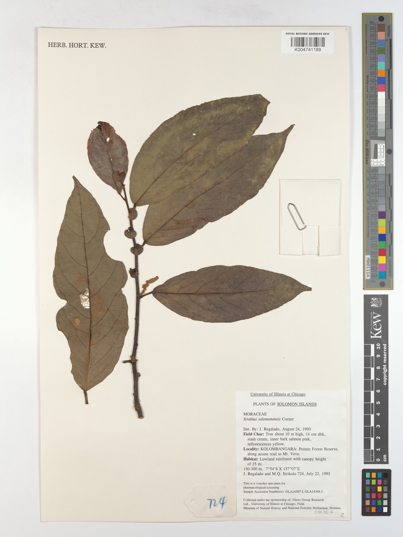 Paratrophis solomonensis