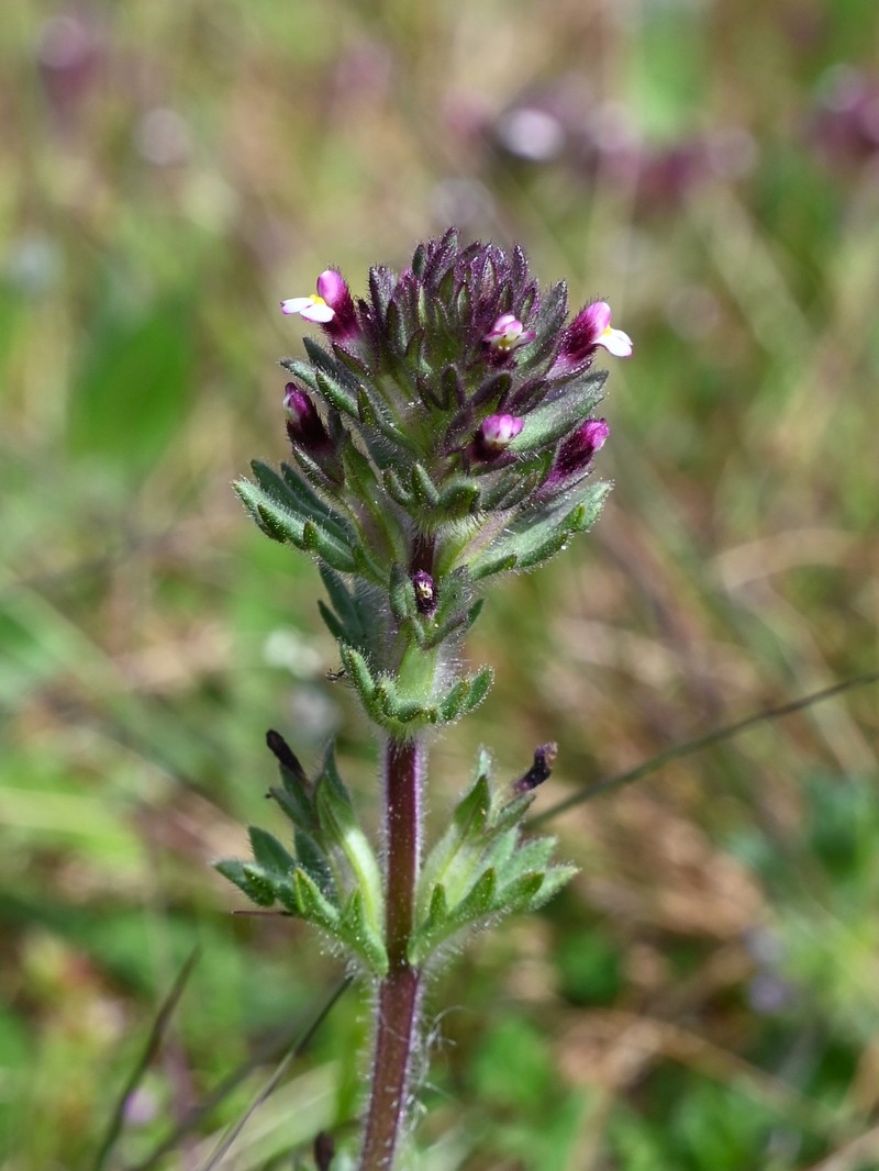Broadleaf Glandweed photo 4