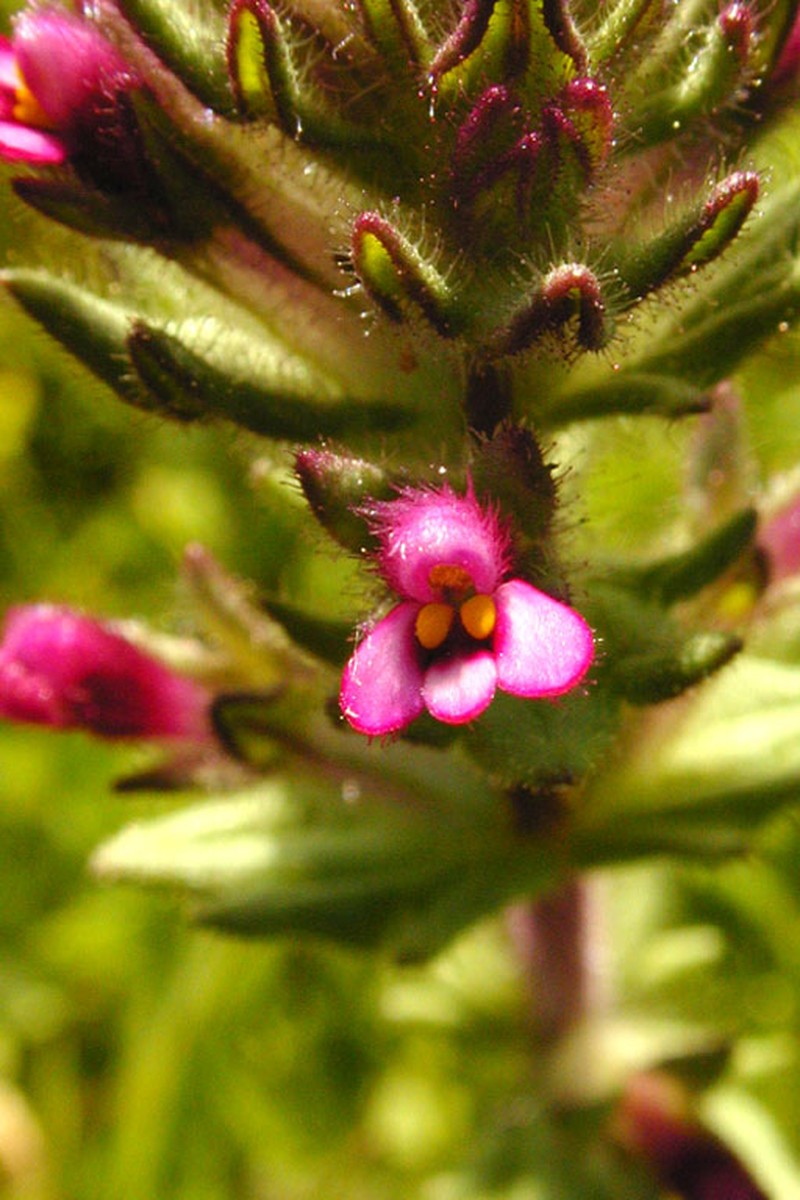 Broadleaf Glandweed