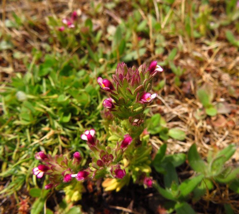 Broadleaf Glandweed photo 2