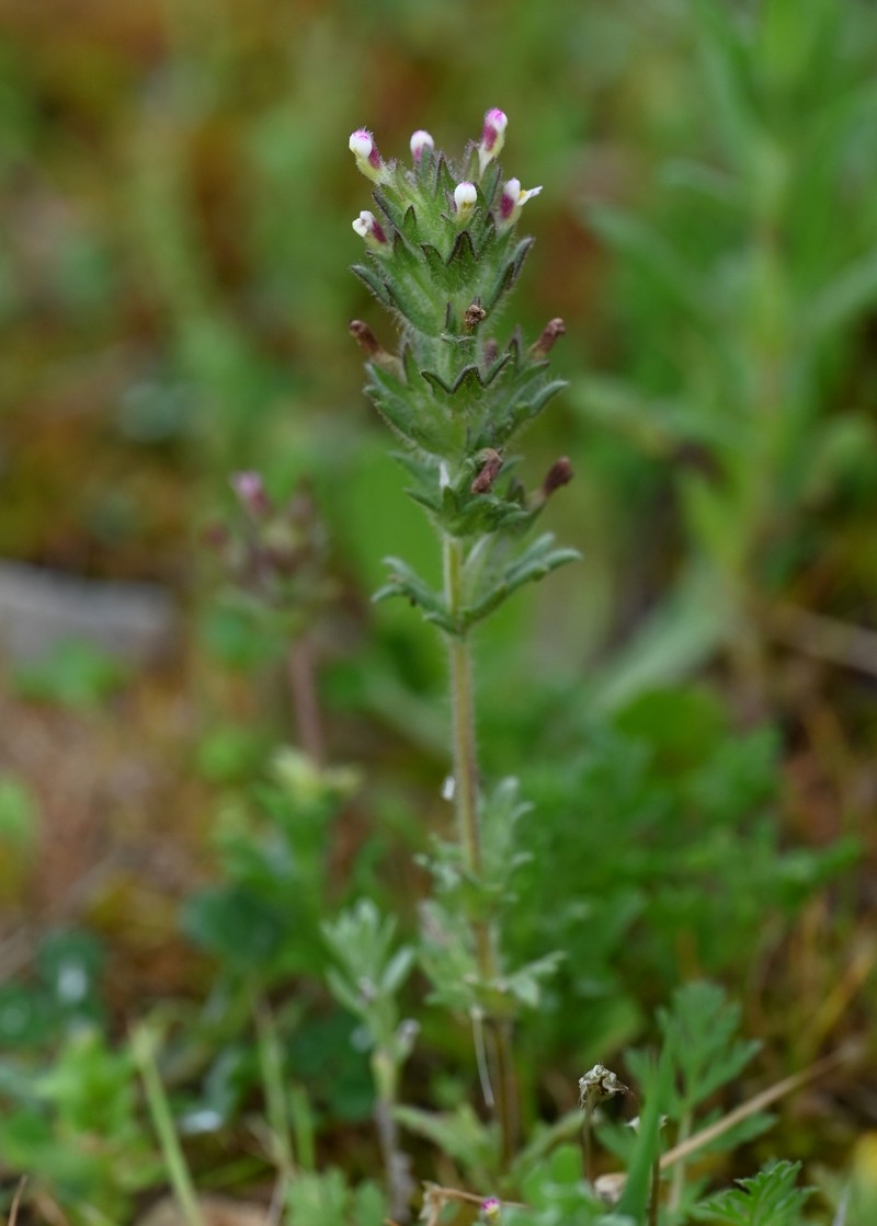 Broadleaf Glandweed photo 3