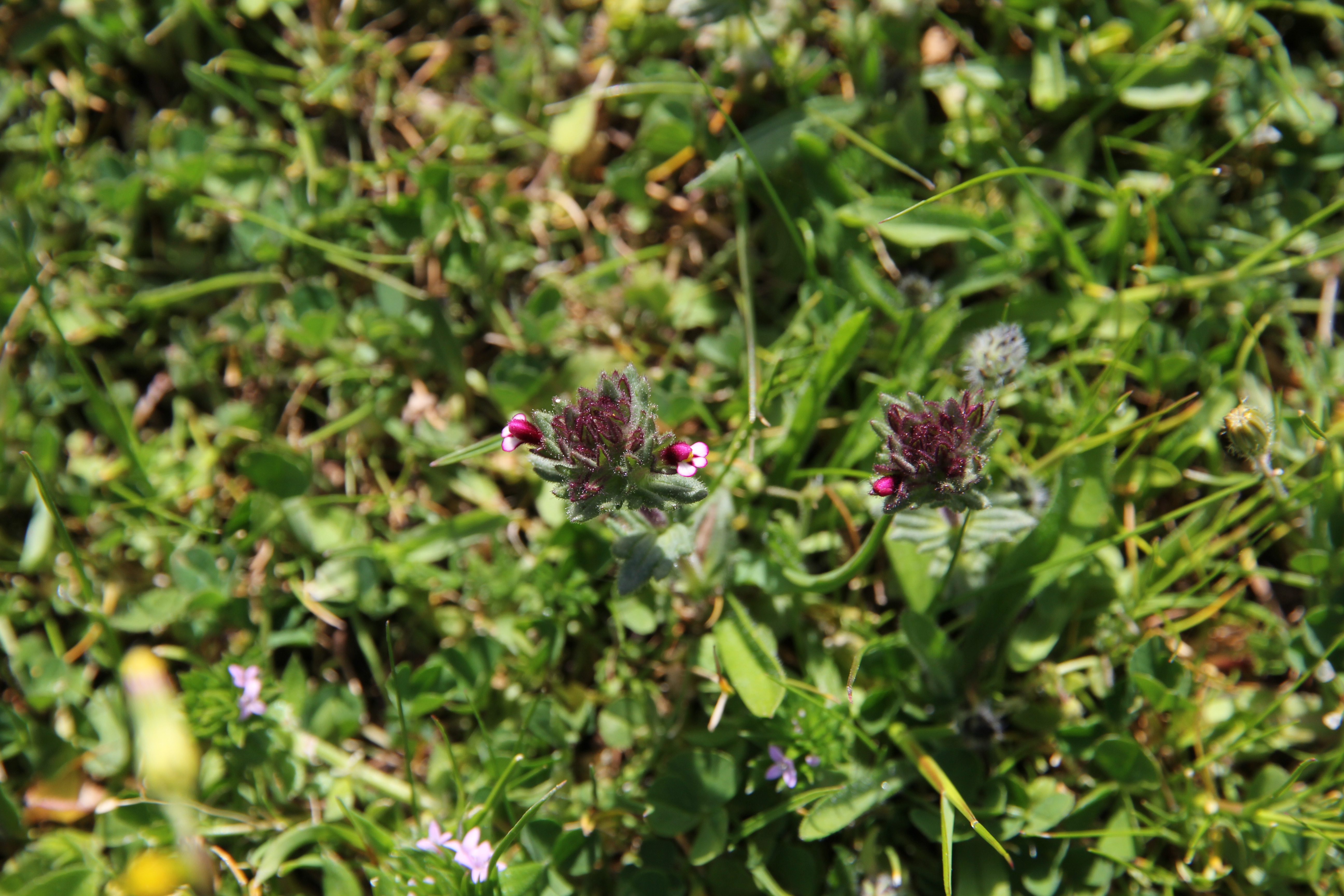 Broadleaf Glandweed photo 5