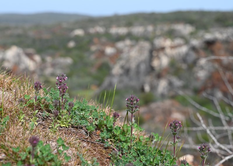 Broadleaf Glandweed photo 6