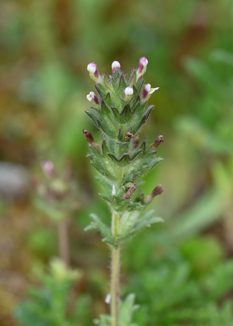 Broadleaf Glandweed photo 7
