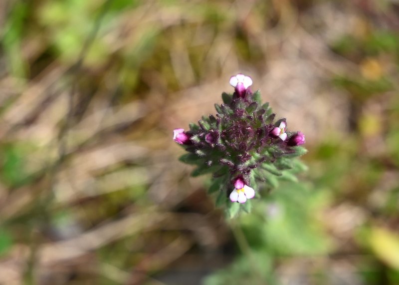 Broadleaf Glandweed photo 8