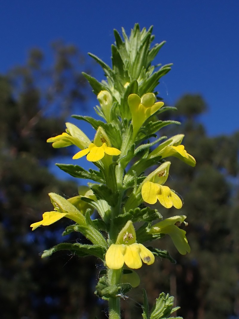 Yellow Glandweed photo 2