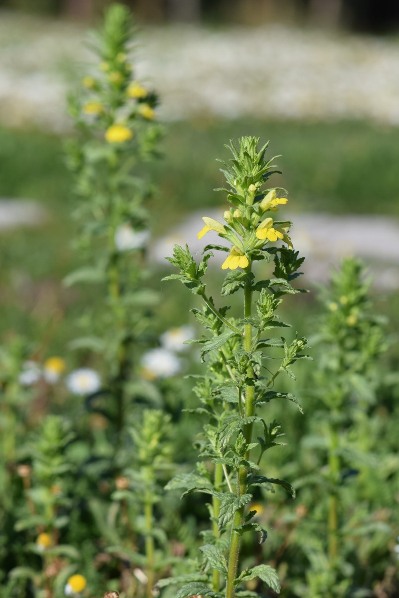 Yellow Glandweed photo 3