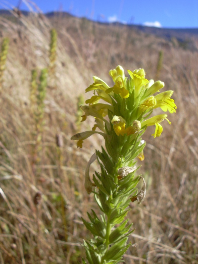 Yellow Glandweed