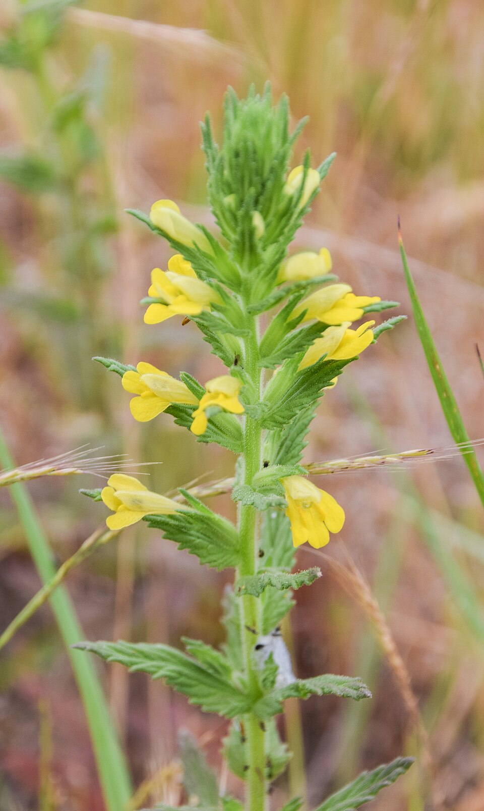 Yellow Glandweed photo 4