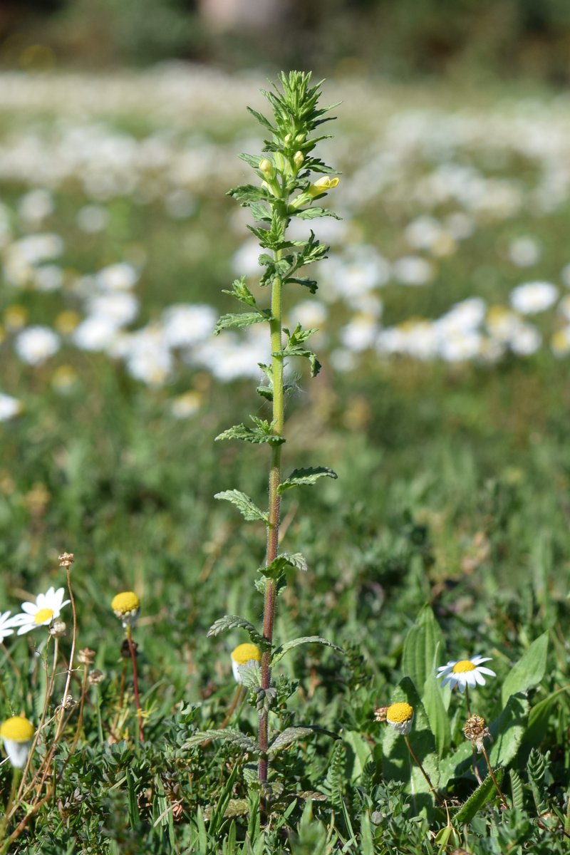 Yellow Glandweed photo 5