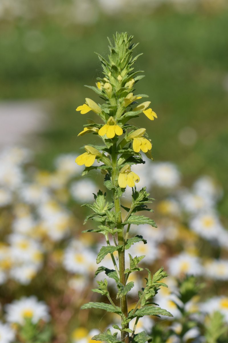 Yellow Glandweed photo 6